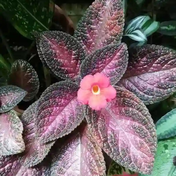 Episcia Malayan Gem - Red Flower