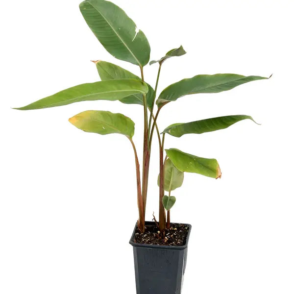Heliconia Splash (Heliconia champneiana)