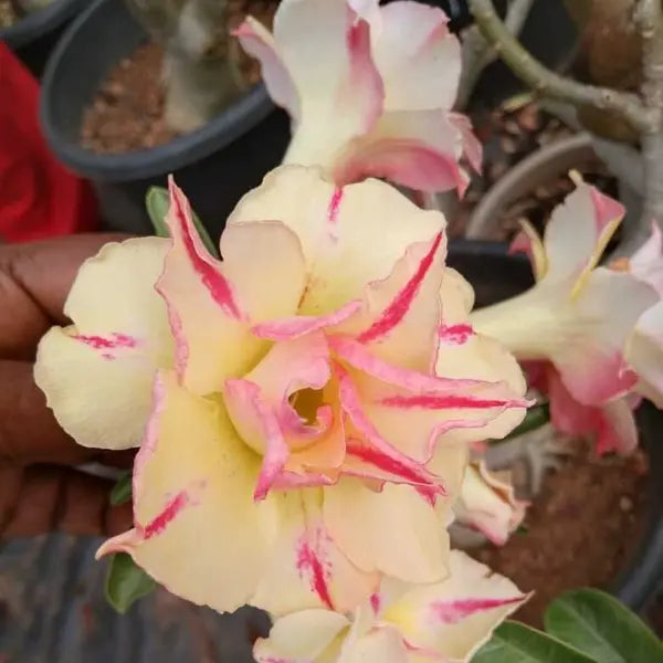 Adenium Plant - 82