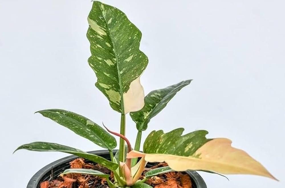 Philodendron Ring Of Fire Variegated healthy live foliage plant – Foliages India