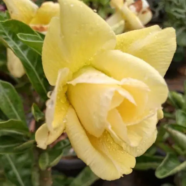 Adenium Plant - 83