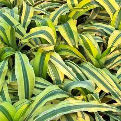 Dracaena Fragrans 'Victoria White'