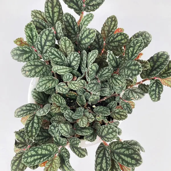 Trailing Watermelon Begonia, Pellionia Repens