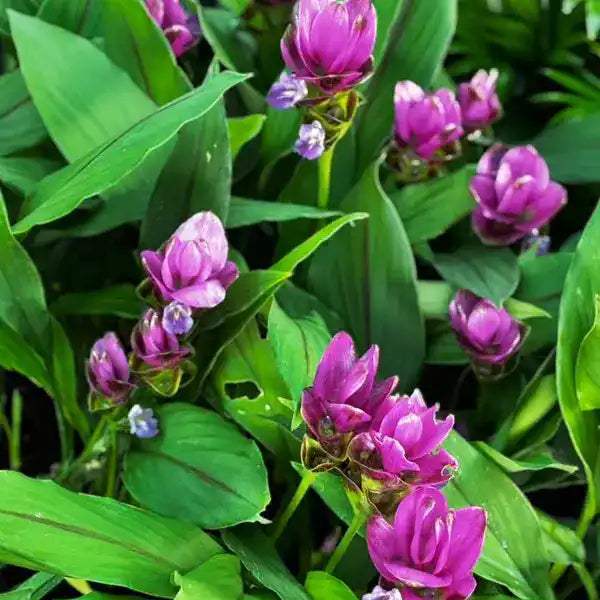 Curcuma Purple Plant