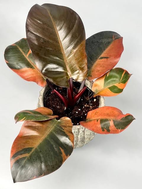 Philodendron Black Cardinal Variegated healthy live foliage plant – Foliages India