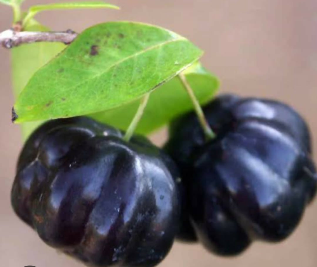 Zill's Dark Cherry – Live Grafted Exotic Fruit Tree - Keyfarm Wayanad