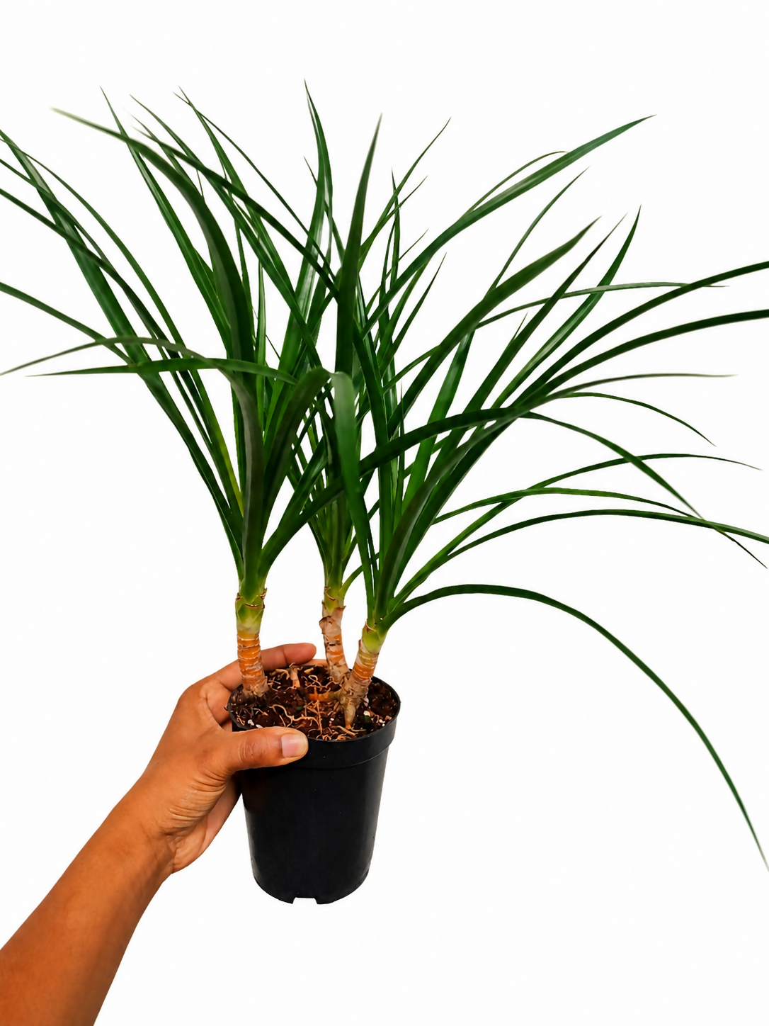 Dracaena Draco 3-Shoot Indoor Dragon Tree Plant