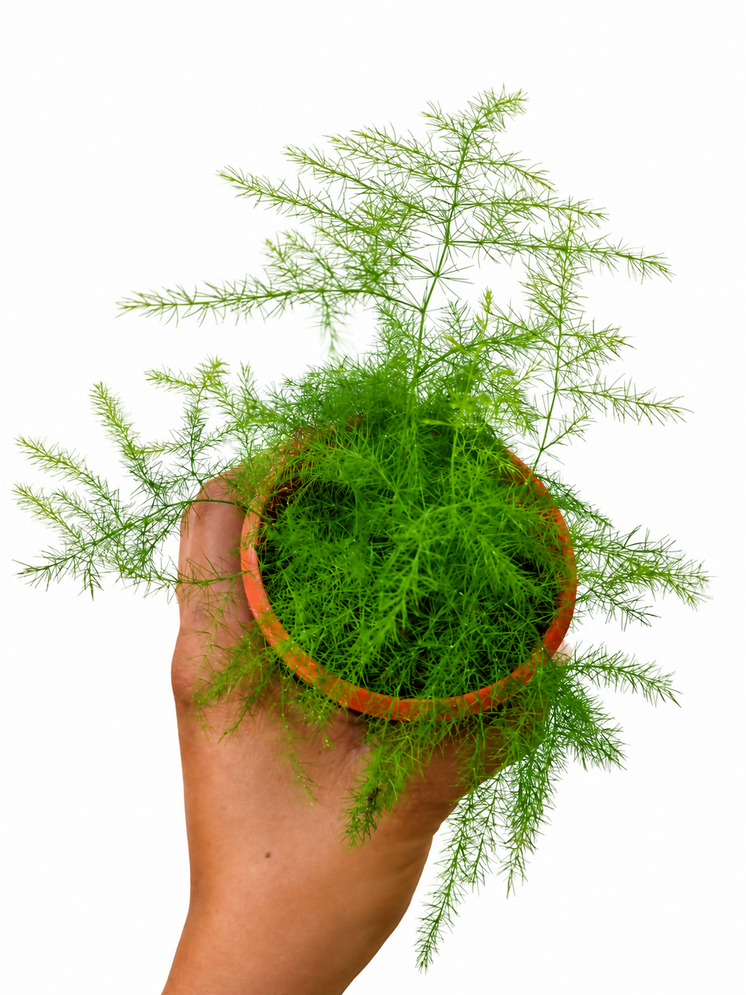 Evergreen or Asparagus Plumosus fern