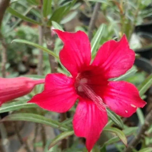 Adenium Plant - 84