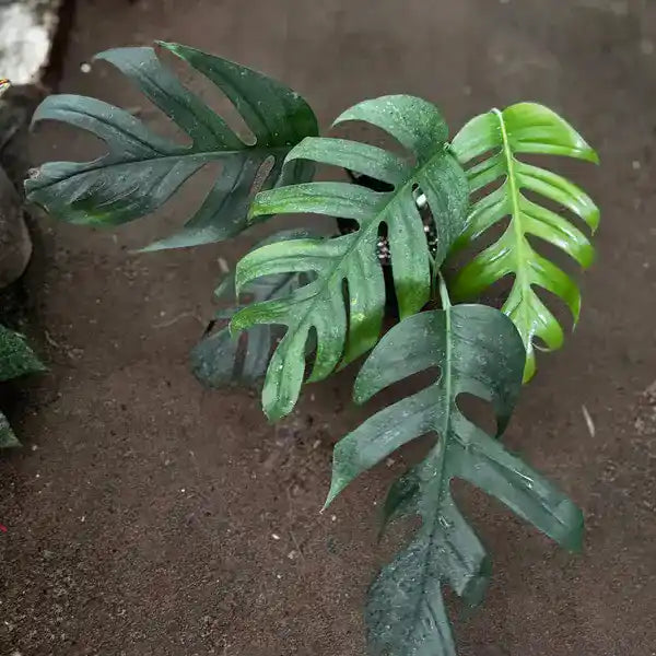 Epipremnum Pinnatum Cebu Blue - Rare