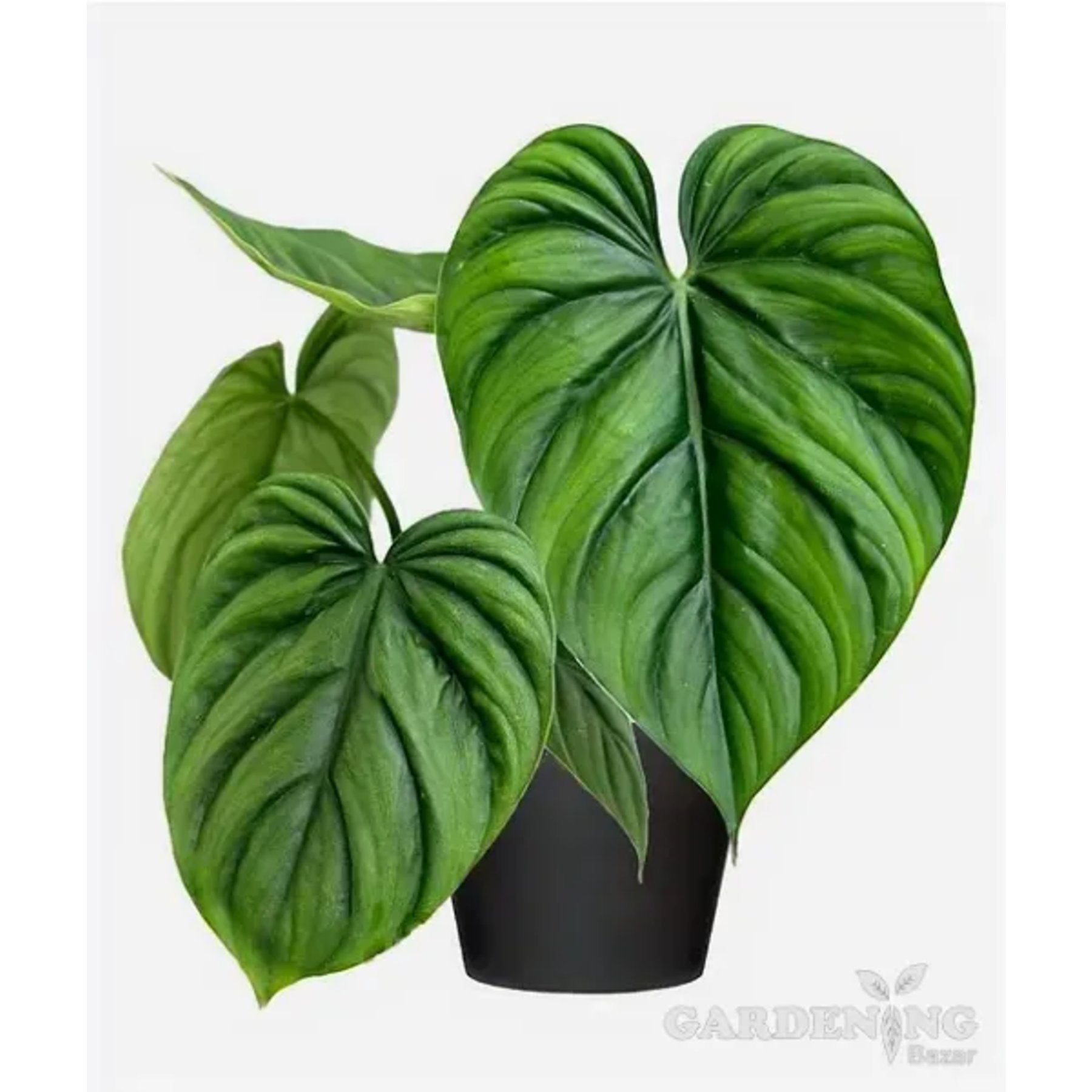 Philodendron Columbia close up leaf detail – healthy nursery plant – Foliages.in