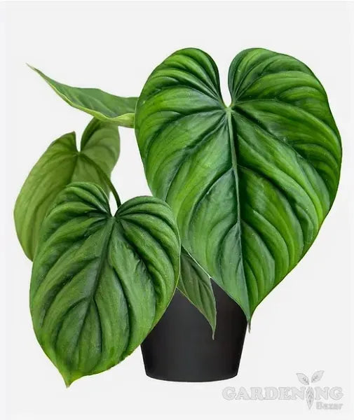 Philodendron SP colombia