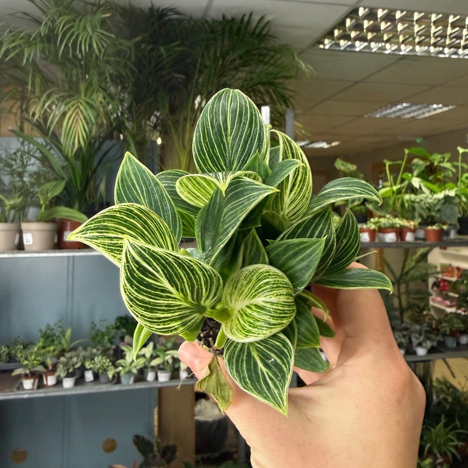 Philodendron Birkin Dwarf leaf details and texture – healthy indoor plant