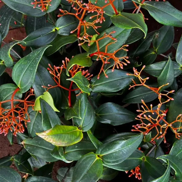 Medinilla Scortechini - Super Rare