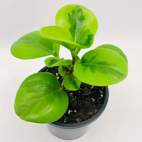 Baby Rubber Plant Lemon Lime, Pepperomia Obtusifolia