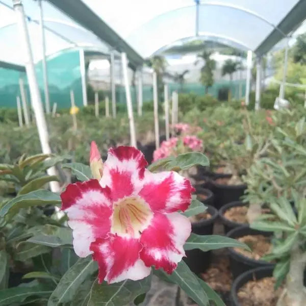 Adenium Plant - 86