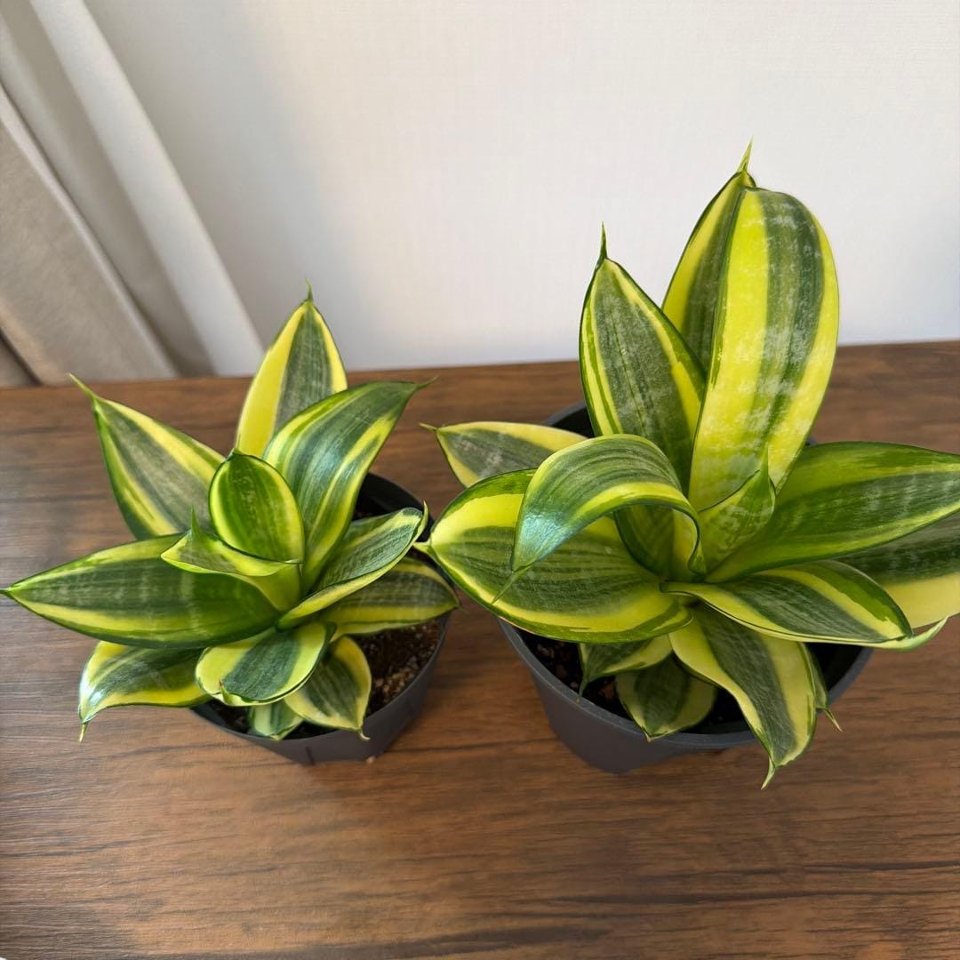 Sansevieria Golden Honey leaf details and texture – healthy indoor plant
