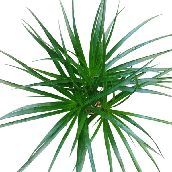 Dracaena Draco Tree