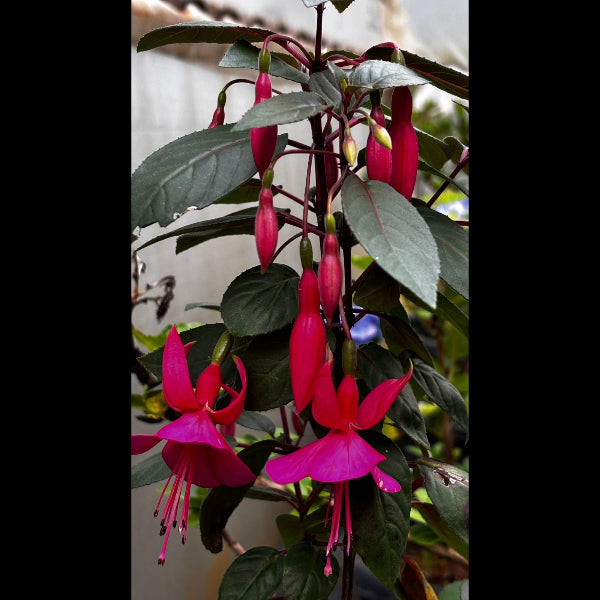 Fuchsia