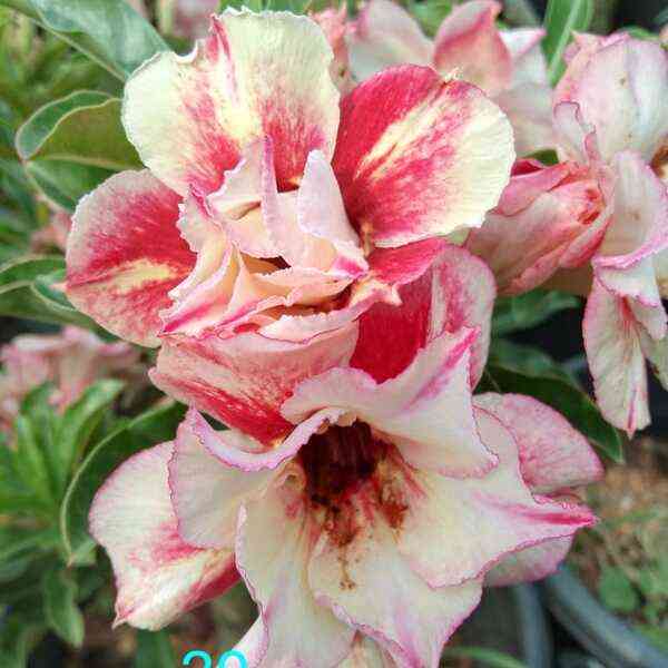 Adenium Plant-29