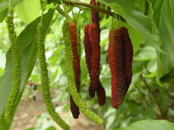 Long mulberry Fruit Plants (Morus Alba)