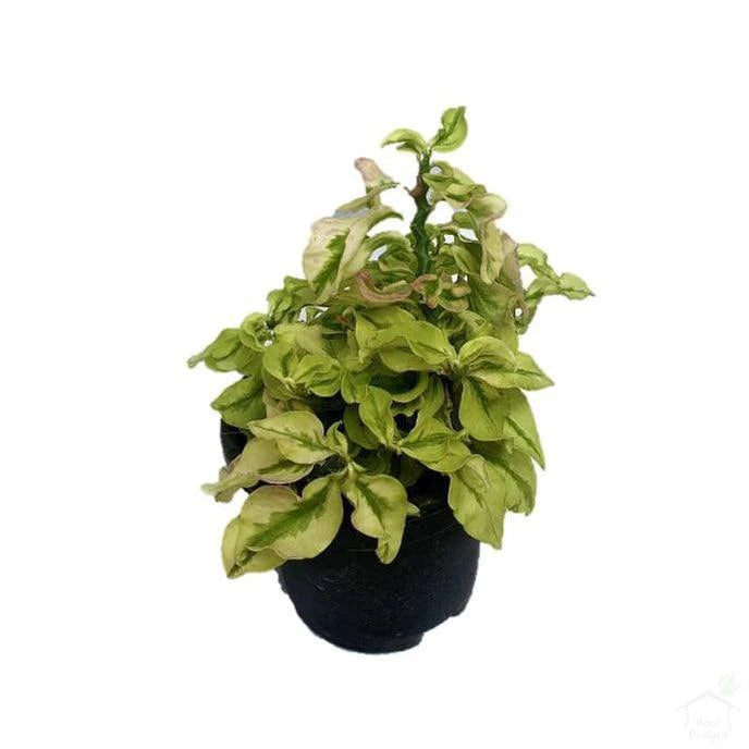 Pedilanthus 'White Ghost / Curly pink plant