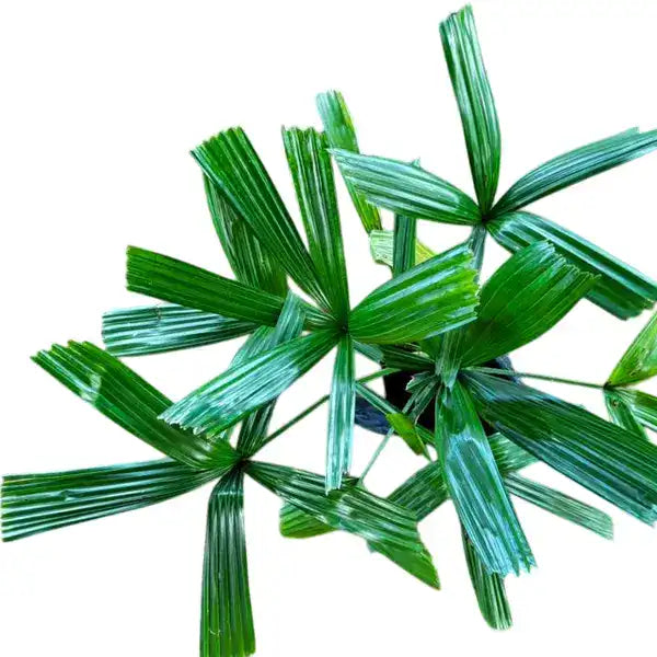 Licuala peltata var peltata - Palmpedia