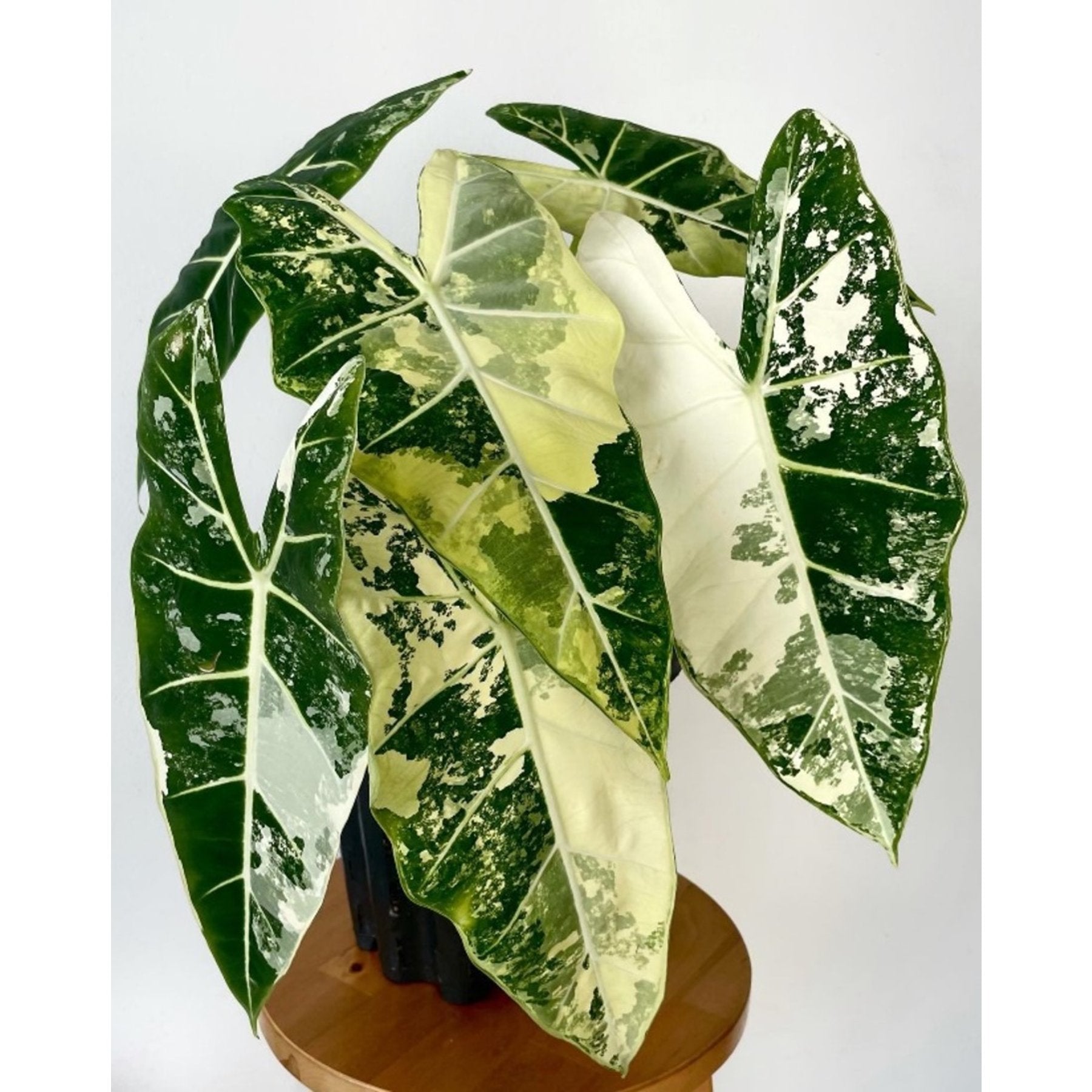 Alocasia Frydek Variegated – Stunning variegated Alocasia Frydek foliage in natural light – Foliages India