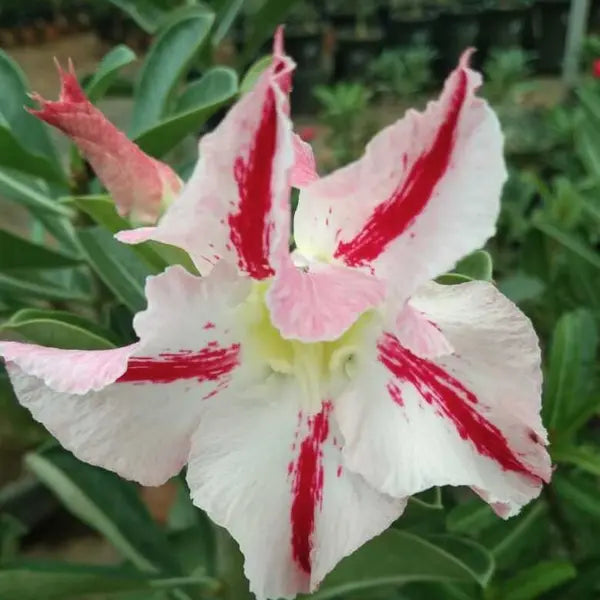 Adenium Plant - 89