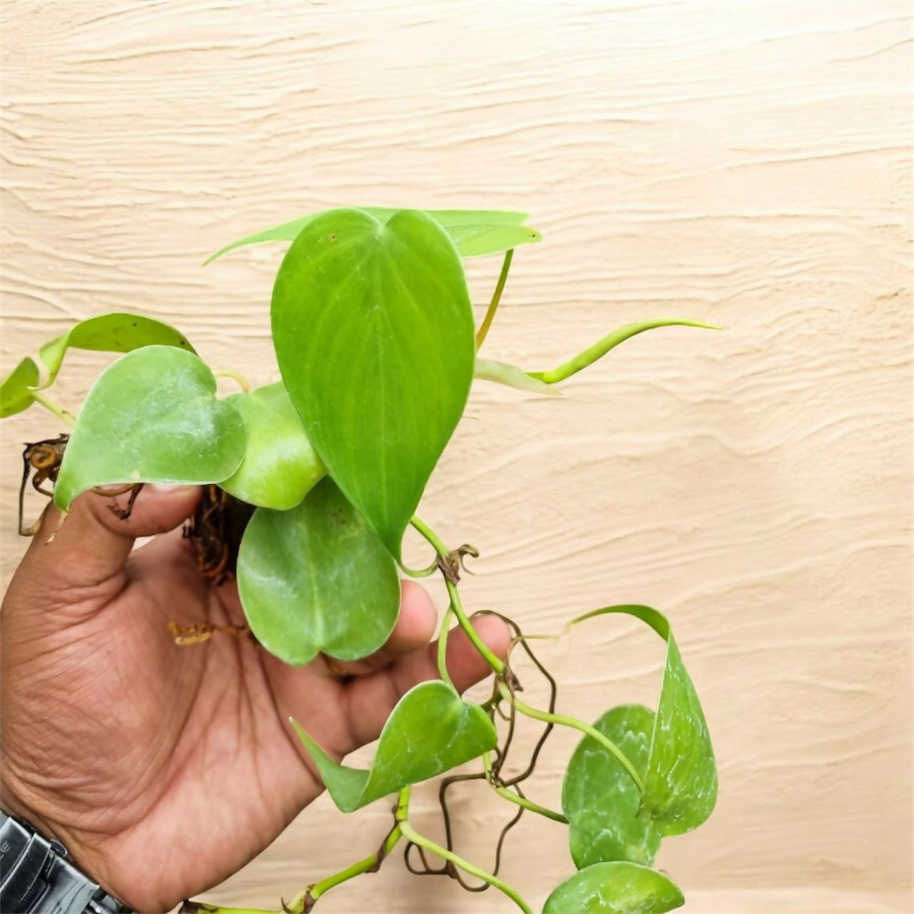 Philodendron Hederaceum