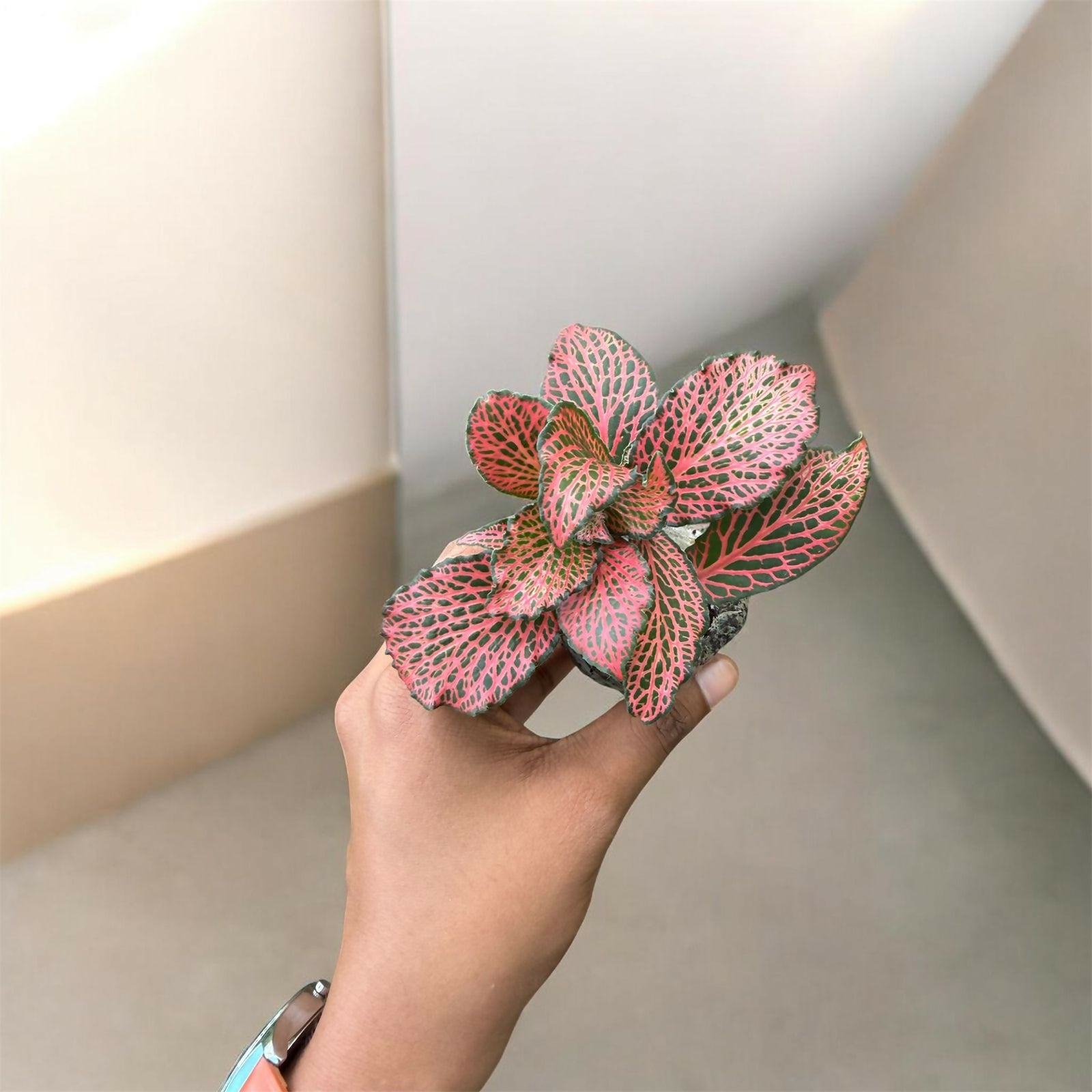 Fittonia -Jiffy sized