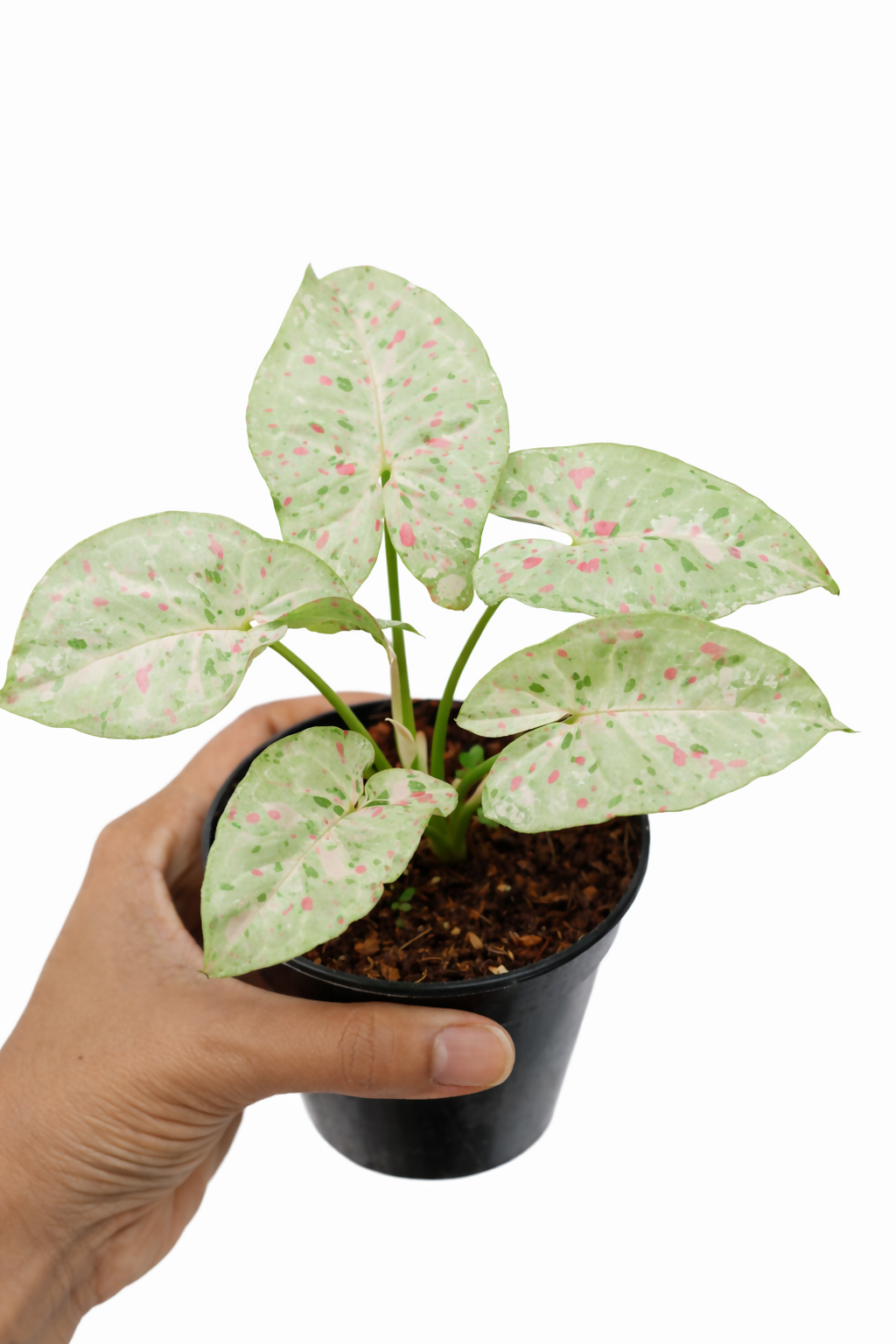 Syngonium Milk Confetti