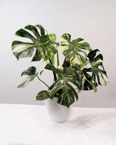 Monstera Thai Constellation