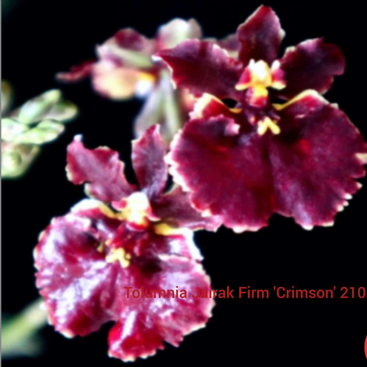 Tolumnia Jairak Firm 'Crimson' 210
