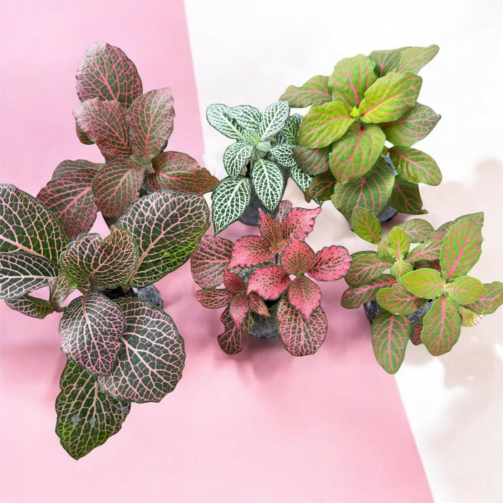 Fittonia combo 6 plants- Jiffy sized