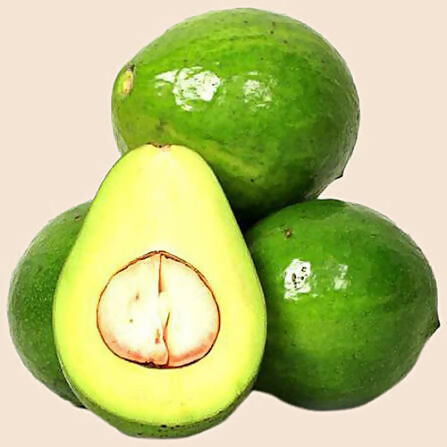 NK1 Avocado – Live Grafted Exotic Fruit Tree - Keyfarm Wayanad