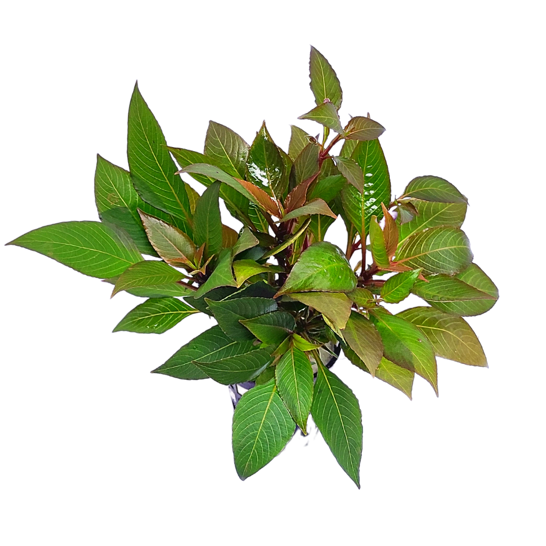 Hygrophila Corymbosa 'Compacta'/ Hygrophila 'Compact' (large pot)