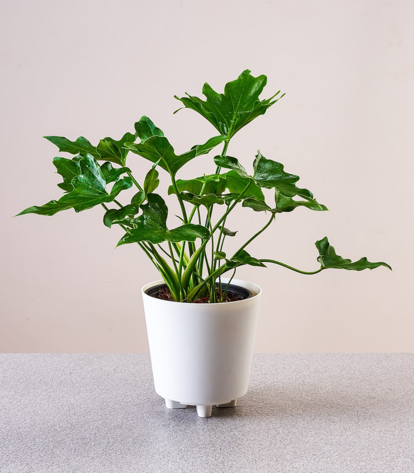 Philodendron Selloum Green healthy live foliage plant – Foliages India