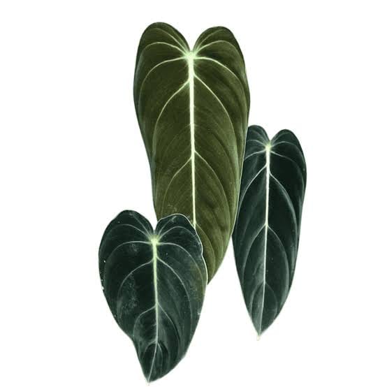 Philodendron Melanochrysum leaf details and texture – healthy indoor plant