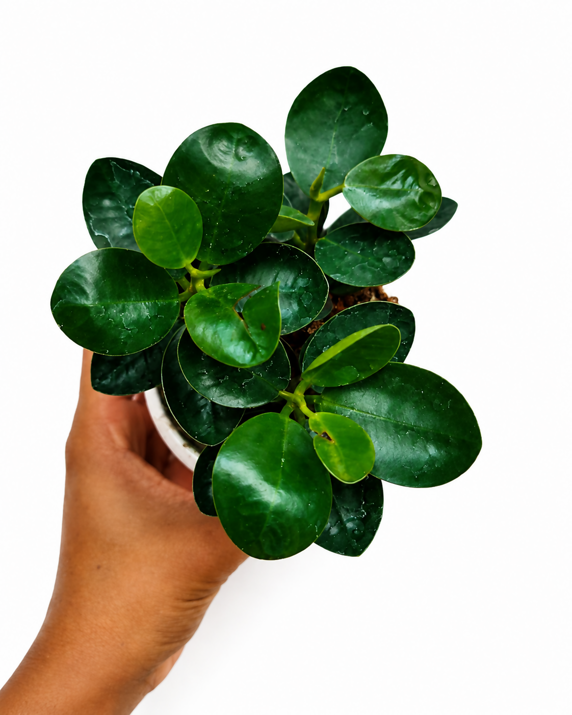 The Lush Flora Ficus Compacta Indoor Plant