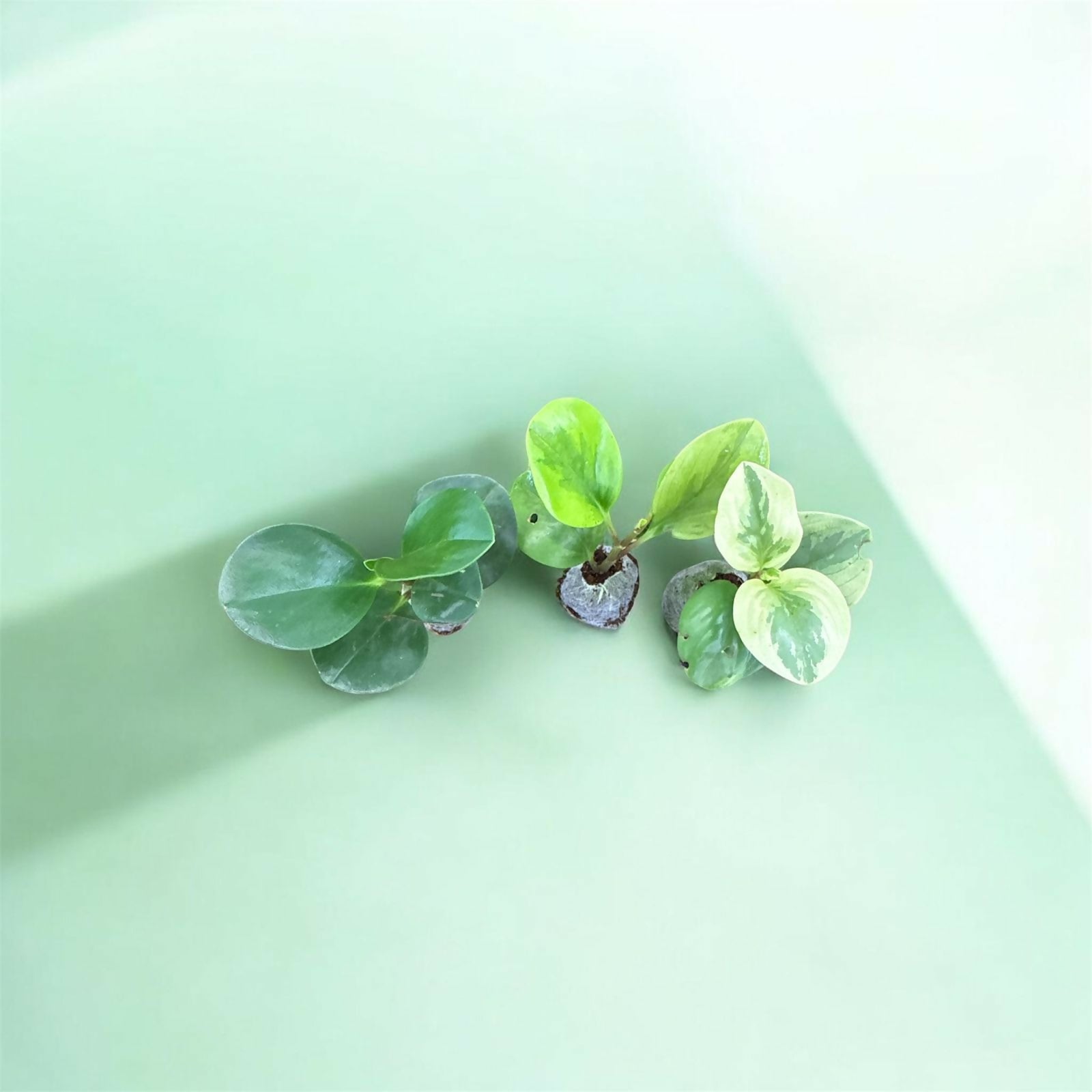 Peperomia 3 plants combo-Jiffy sized