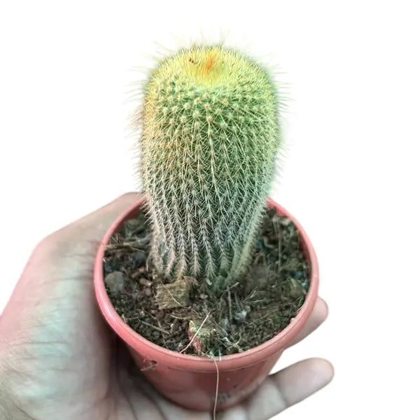 Parodia Leninghausii Cactus
