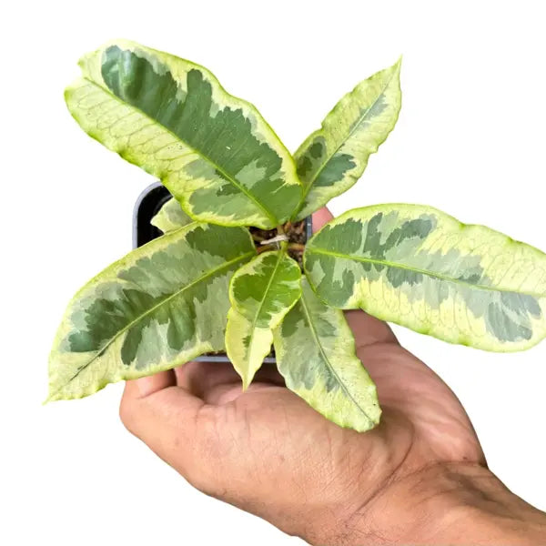 Croton Codiaeum variegatum Tamara