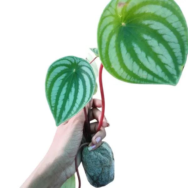 Watermelon Peperomia, Peperomia Argyreia