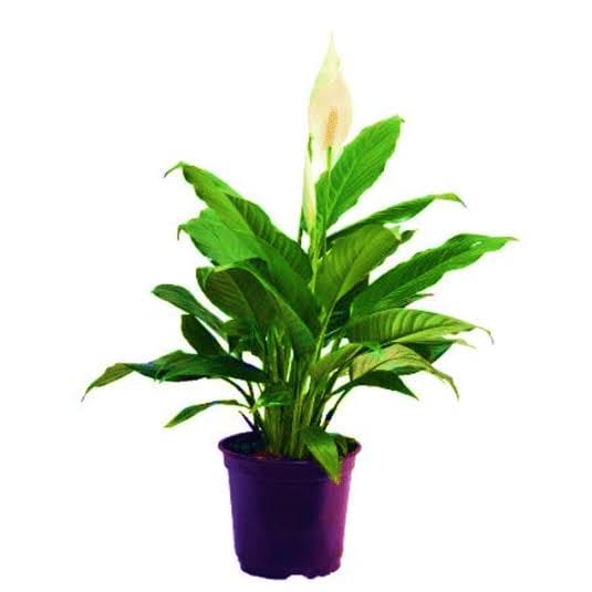 Spathiphyllum Mojo leaf details and texture – healthy indoor plant