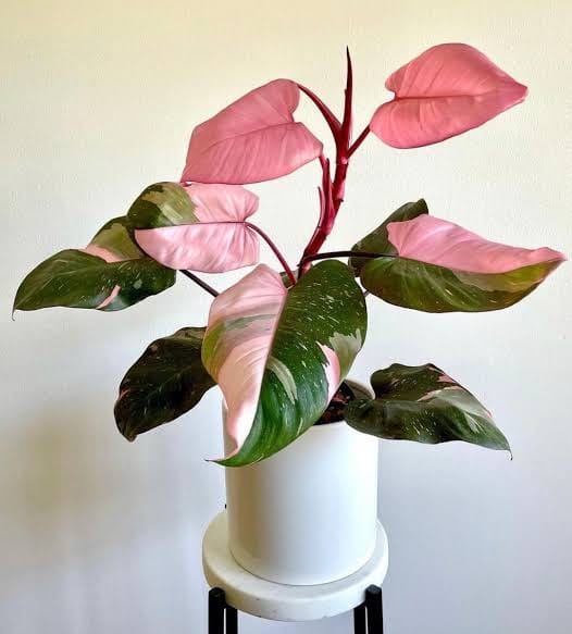 Philodendron Pink Princess healthy live foliage plant – Foliages India