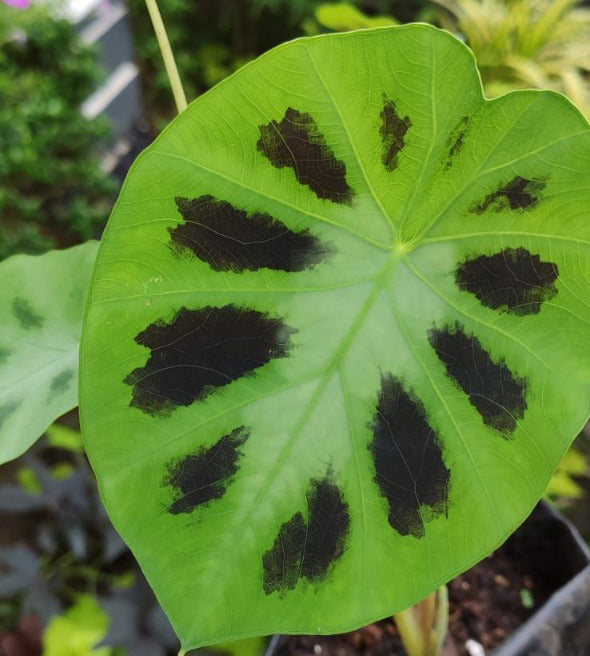Alocasia vase black green