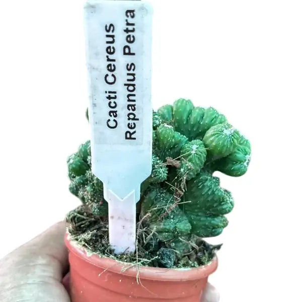 Cacti Cereus Repandus Petra