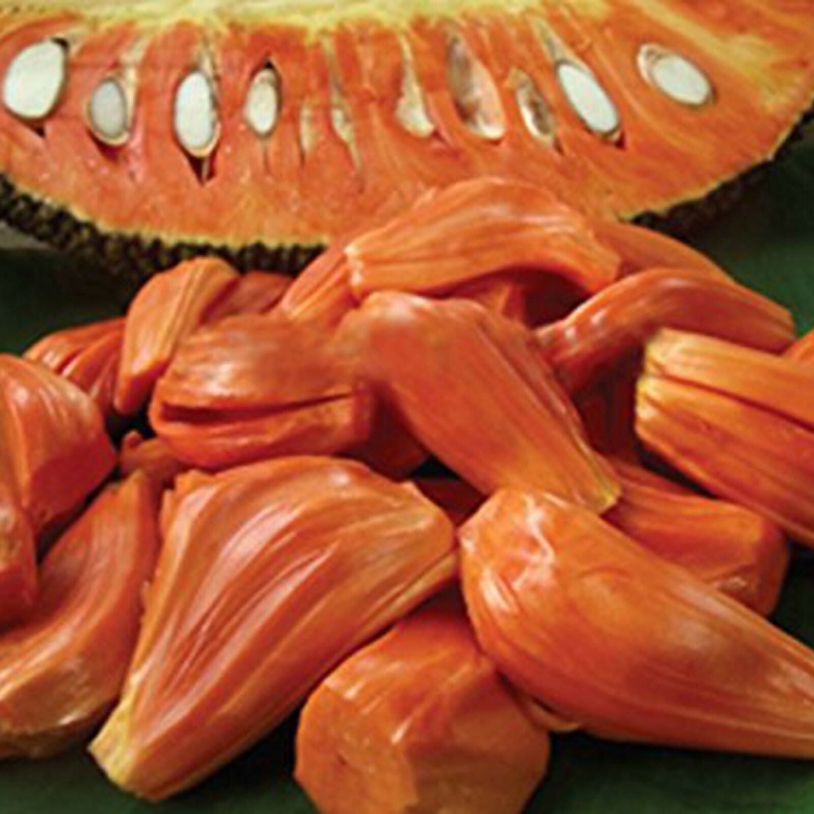 Daeng Suriya Jack Fruit Plant (Artocarpus heterophyllus)
