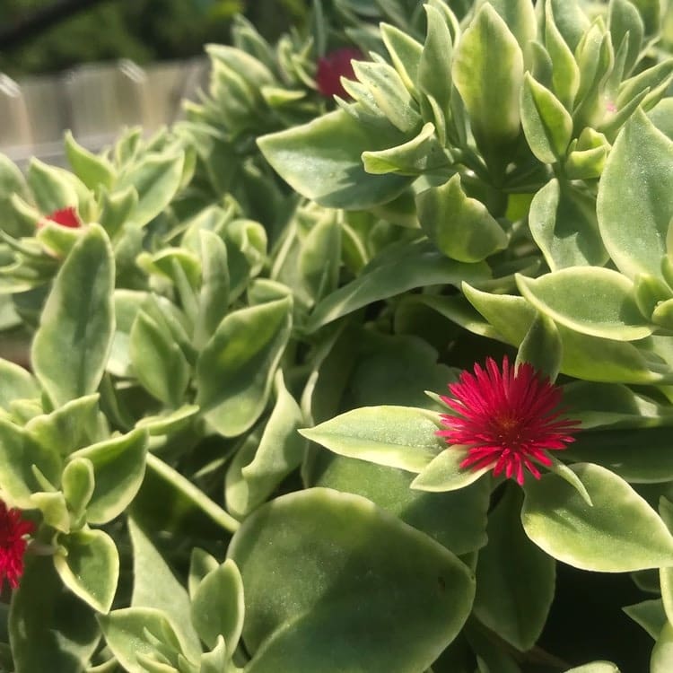 Baby Sunrose 'Variegated'(Heart leaf ice plant)
